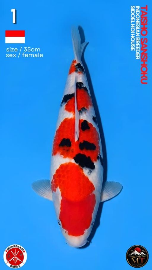 Lelang Koi Online, Jual Beli Ikan Koi, Pusat Jual Beli Koi, Info Lelang Koi Hari Ini, Platform Jual Beli Koi, Jual Beli Ikan Koi Online, Marketplace Ikan Koi, Jual Koi Terbaik, Tempat Beli Koi Berkualitas, Pasar Ikan Koi Online Terpercaya, Penjual Ikan Koi Terpercaya, Beli Koi Hias Online, Ikan Koi untuk Dijual, Koi Kualitas Terbaik, Toko Online Ikan Koi, Koi Hias Untuk Dijual, Jual Beli Ikan Koi Lokal, Koi Indonesia Online, Pusat Jual Beli Koi Terbesar