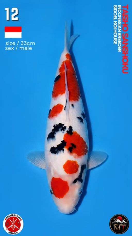 Lelang Koi Online, Jual Beli Ikan Koi, Pusat Jual Beli Koi, Info Lelang Koi Hari Ini, Platform Jual Beli Koi, Jual Beli Ikan Koi Online, Marketplace Ikan Koi, Jual Koi Terbaik, Tempat Beli Koi Berkualitas, Pasar Ikan Koi Online Terpercaya, Penjual Ikan Koi Terpercaya, Beli Koi Hias Online, Ikan Koi untuk Dijual, Koi Kualitas Terbaik, Toko Online Ikan Koi, Koi Hias Untuk Dijual, Jual Beli Ikan Koi Lokal, Koi Indonesia Online, Pusat Jual Beli Koi Terbesar