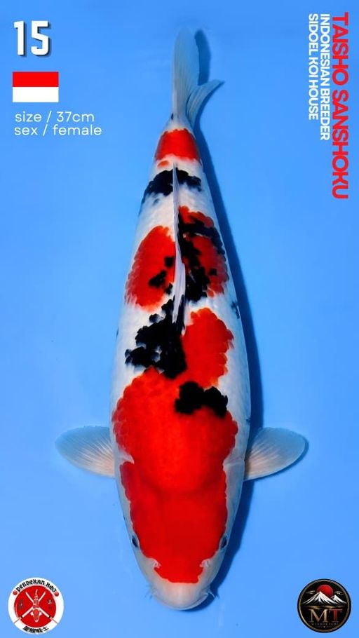 Lelang Koi Online, Jual Beli Ikan Koi, Pusat Jual Beli Koi, Info Lelang Koi Hari Ini, Platform Jual Beli Koi, Jual Beli Ikan Koi Online, Marketplace Ikan Koi, Jual Koi Terbaik, Tempat Beli Koi Berkualitas, Pasar Ikan Koi Online Terpercaya, Penjual Ikan Koi Terpercaya, Beli Koi Hias Online, Ikan Koi untuk Dijual, Koi Kualitas Terbaik, Toko Online Ikan Koi, Koi Hias Untuk Dijual, Jual Beli Ikan Koi Lokal, Koi Indonesia Online, Pusat Jual Beli Koi Terbesar