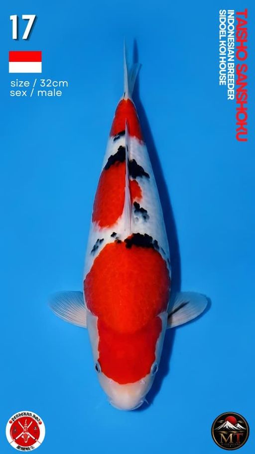 Lelang Koi Online, Jual Beli Ikan Koi, Pusat Jual Beli Koi, Info Lelang Koi Hari Ini, Platform Jual Beli Koi, Jual Beli Ikan Koi Online, Marketplace Ikan Koi, Jual Koi Terbaik, Tempat Beli Koi Berkualitas, Pasar Ikan Koi Online Terpercaya, Penjual Ikan Koi Terpercaya, Beli Koi Hias Online, Ikan Koi untuk Dijual, Koi Kualitas Terbaik, Toko Online Ikan Koi, Koi Hias Untuk Dijual, Jual Beli Ikan Koi Lokal, Koi Indonesia Online, Pusat Jual Beli Koi Terbesar