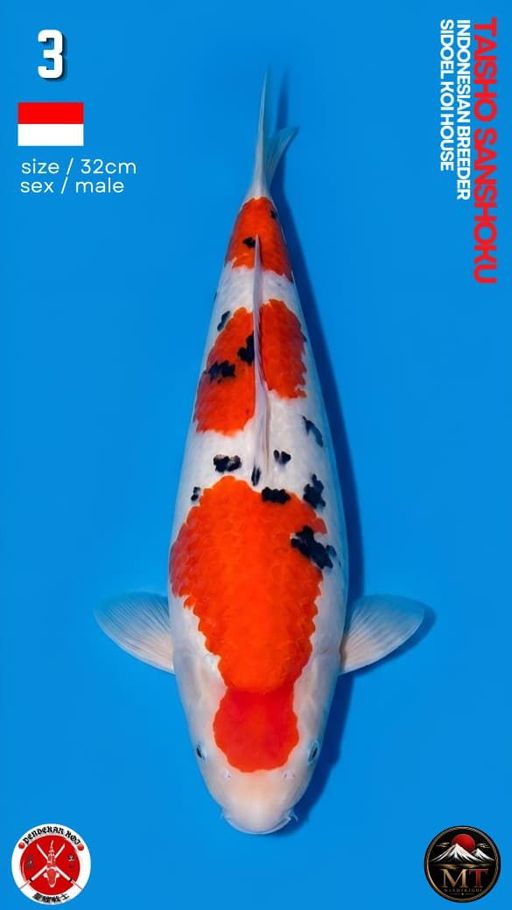 Lelang Koi Online, Jual Beli Ikan Koi, Pusat Jual Beli Koi, Info Lelang Koi Hari Ini, Platform Jual Beli Koi, Jual Beli Ikan Koi Online, Marketplace Ikan Koi, Jual Koi Terbaik, Tempat Beli Koi Berkualitas, Pasar Ikan Koi Online Terpercaya, Penjual Ikan Koi Terpercaya, Beli Koi Hias Online, Ikan Koi untuk Dijual, Koi Kualitas Terbaik, Toko Online Ikan Koi, Koi Hias Untuk Dijual, Jual Beli Ikan Koi Lokal, Koi Indonesia Online, Pusat Jual Beli Koi Terbesar