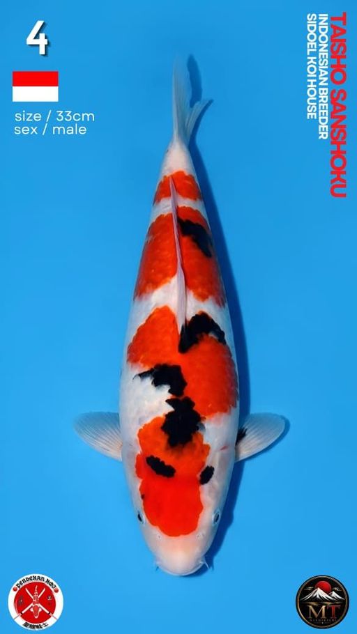 Lelang Koi Online, Jual Beli Ikan Koi, Pusat Jual Beli Koi, Info Lelang Koi Hari Ini, Platform Jual Beli Koi, Jual Beli Ikan Koi Online, Marketplace Ikan Koi, Jual Koi Terbaik, Tempat Beli Koi Berkualitas, Pasar Ikan Koi Online Terpercaya, Penjual Ikan Koi Terpercaya, Beli Koi Hias Online, Ikan Koi untuk Dijual, Koi Kualitas Terbaik, Toko Online Ikan Koi, Koi Hias Untuk Dijual, Jual Beli Ikan Koi Lokal, Koi Indonesia Online, Pusat Jual Beli Koi Terbesar