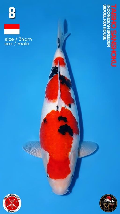 Lelang Koi Online, Jual Beli Ikan Koi, Pusat Jual Beli Koi, Info Lelang Koi Hari Ini, Platform Jual Beli Koi, Jual Beli Ikan Koi Online, Marketplace Ikan Koi, Jual Koi Terbaik, Tempat Beli Koi Berkualitas, Pasar Ikan Koi Online Terpercaya, Penjual Ikan Koi Terpercaya, Beli Koi Hias Online, Ikan Koi untuk Dijual, Koi Kualitas Terbaik, Toko Online Ikan Koi, Koi Hias Untuk Dijual, Jual Beli Ikan Koi Lokal, Koi Indonesia Online, Pusat Jual Beli Koi Terbesar