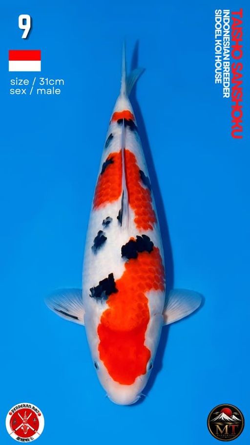 Lelang Koi Online, Jual Beli Ikan Koi, Pusat Jual Beli Koi, Info Lelang Koi Hari Ini, Platform Jual Beli Koi, Jual Beli Ikan Koi Online, Marketplace Ikan Koi, Jual Koi Terbaik, Tempat Beli Koi Berkualitas, Pasar Ikan Koi Online Terpercaya, Penjual Ikan Koi Terpercaya, Beli Koi Hias Online, Ikan Koi untuk Dijual, Koi Kualitas Terbaik, Toko Online Ikan Koi, Koi Hias Untuk Dijual, Jual Beli Ikan Koi Lokal, Koi Indonesia Online, Pusat Jual Beli Koi Terbesar