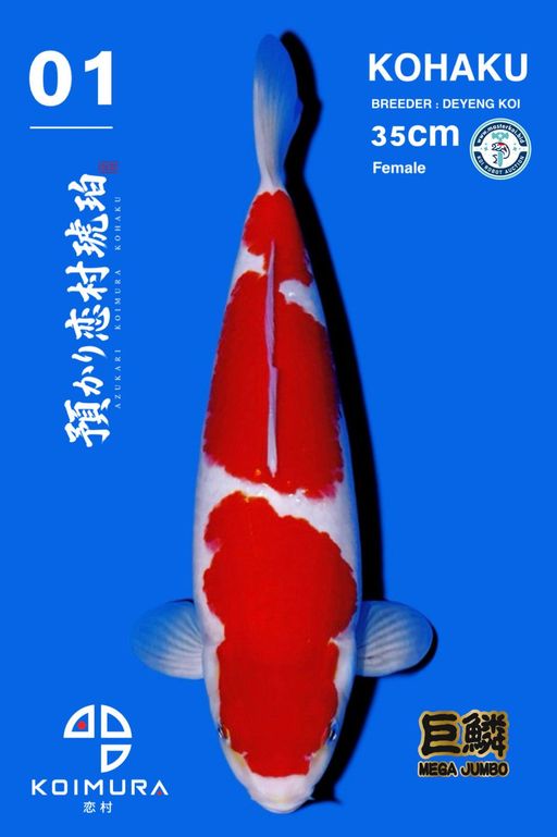 Lelang Koi Online, Jual Beli Ikan Koi, Pusat Jual Beli Koi, Info Lelang Koi Hari Ini, Platform Jual Beli Koi, Jual Beli Ikan Koi Online, Marketplace Ikan Koi, Jual Koi Terbaik, Tempat Beli Koi Berkualitas, Pasar Ikan Koi Online Terpercaya, Penjual Ikan Koi Terpercaya, Beli Koi Hias Online, Ikan Koi untuk Dijual, Koi Kualitas Terbaik, Toko Online Ikan Koi, Koi Hias Untuk Dijual, Jual Beli Ikan Koi Lokal, Koi Indonesia Online, Pusat Jual Beli Koi Terbesar