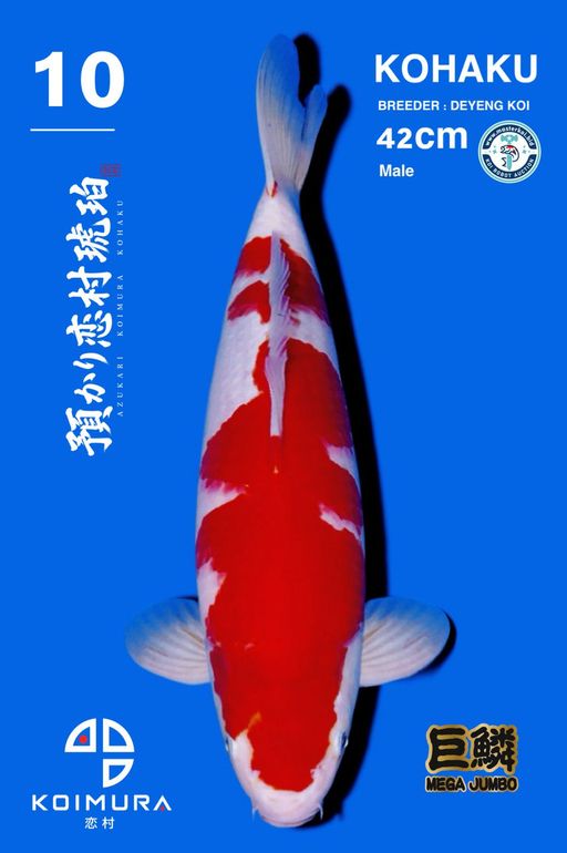Lelang Koi Online, Jual Beli Ikan Koi, Pusat Jual Beli Koi, Info Lelang Koi Hari Ini, Platform Jual Beli Koi, Jual Beli Ikan Koi Online, Marketplace Ikan Koi, Jual Koi Terbaik, Tempat Beli Koi Berkualitas, Pasar Ikan Koi Online Terpercaya, Penjual Ikan Koi Terpercaya, Beli Koi Hias Online, Ikan Koi untuk Dijual, Koi Kualitas Terbaik, Toko Online Ikan Koi, Koi Hias Untuk Dijual, Jual Beli Ikan Koi Lokal, Koi Indonesia Online, Pusat Jual Beli Koi Terbesar