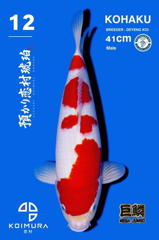 Lelang Koi Online, Jual Beli Ikan Koi, Pusat Jual Beli Koi, Info Lelang Koi Hari Ini, Platform Jual Beli Koi, Jual Beli Ikan Koi Online, Marketplace Ikan Koi, Jual Koi Terbaik, Tempat Beli Koi Berkualitas, Pasar Ikan Koi Online Terpercaya, Penjual Ikan Koi Terpercaya, Beli Koi Hias Online, Ikan Koi untuk Dijual, Koi Kualitas Terbaik, Toko Online Ikan Koi, Koi Hias Untuk Dijual, Jual Beli Ikan Koi Lokal, Koi Indonesia Online, Pusat Jual Beli Koi Terbesar