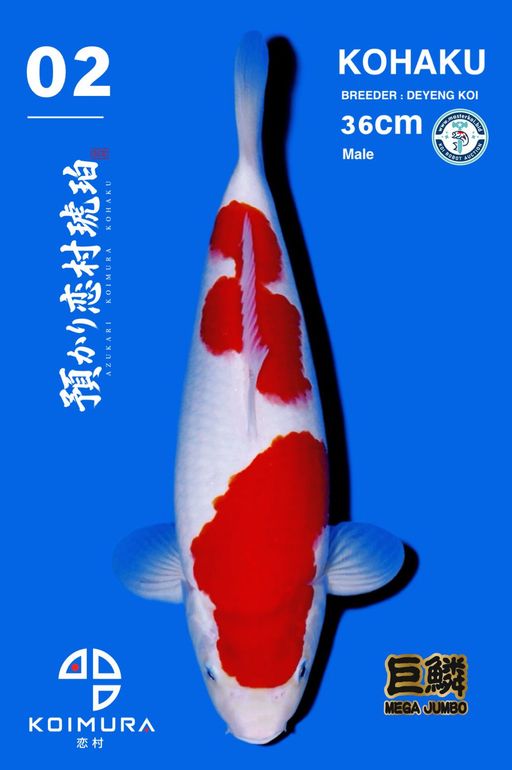 Lelang Koi Online, Jual Beli Ikan Koi, Pusat Jual Beli Koi, Info Lelang Koi Hari Ini, Platform Jual Beli Koi, Jual Beli Ikan Koi Online, Marketplace Ikan Koi, Jual Koi Terbaik, Tempat Beli Koi Berkualitas, Pasar Ikan Koi Online Terpercaya, Penjual Ikan Koi Terpercaya, Beli Koi Hias Online, Ikan Koi untuk Dijual, Koi Kualitas Terbaik, Toko Online Ikan Koi, Koi Hias Untuk Dijual, Jual Beli Ikan Koi Lokal, Koi Indonesia Online, Pusat Jual Beli Koi Terbesar