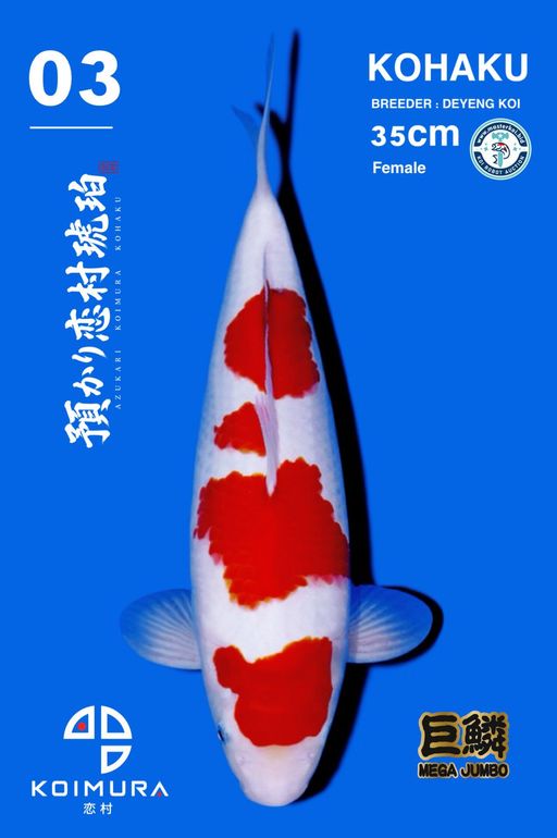 Lelang Koi Online, Jual Beli Ikan Koi, Pusat Jual Beli Koi, Info Lelang Koi Hari Ini, Platform Jual Beli Koi, Jual Beli Ikan Koi Online, Marketplace Ikan Koi, Jual Koi Terbaik, Tempat Beli Koi Berkualitas, Pasar Ikan Koi Online Terpercaya, Penjual Ikan Koi Terpercaya, Beli Koi Hias Online, Ikan Koi untuk Dijual, Koi Kualitas Terbaik, Toko Online Ikan Koi, Koi Hias Untuk Dijual, Jual Beli Ikan Koi Lokal, Koi Indonesia Online, Pusat Jual Beli Koi Terbesar