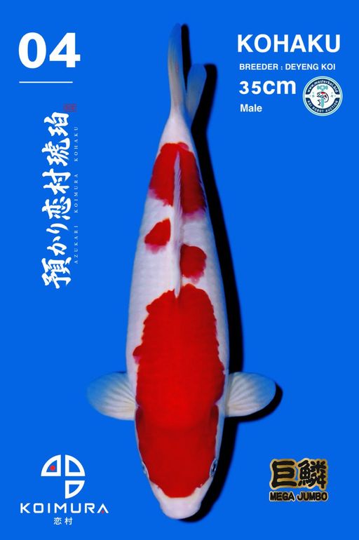 Lelang Koi Online, Jual Beli Ikan Koi, Pusat Jual Beli Koi, Info Lelang Koi Hari Ini, Platform Jual Beli Koi, Jual Beli Ikan Koi Online, Marketplace Ikan Koi, Jual Koi Terbaik, Tempat Beli Koi Berkualitas, Pasar Ikan Koi Online Terpercaya, Penjual Ikan Koi Terpercaya, Beli Koi Hias Online, Ikan Koi untuk Dijual, Koi Kualitas Terbaik, Toko Online Ikan Koi, Koi Hias Untuk Dijual, Jual Beli Ikan Koi Lokal, Koi Indonesia Online, Pusat Jual Beli Koi Terbesar