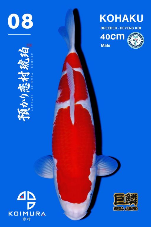 Lelang Koi Online, Jual Beli Ikan Koi, Pusat Jual Beli Koi, Info Lelang Koi Hari Ini, Platform Jual Beli Koi, Jual Beli Ikan Koi Online, Marketplace Ikan Koi, Jual Koi Terbaik, Tempat Beli Koi Berkualitas, Pasar Ikan Koi Online Terpercaya, Penjual Ikan Koi Terpercaya, Beli Koi Hias Online, Ikan Koi untuk Dijual, Koi Kualitas Terbaik, Toko Online Ikan Koi, Koi Hias Untuk Dijual, Jual Beli Ikan Koi Lokal, Koi Indonesia Online, Pusat Jual Beli Koi Terbesar