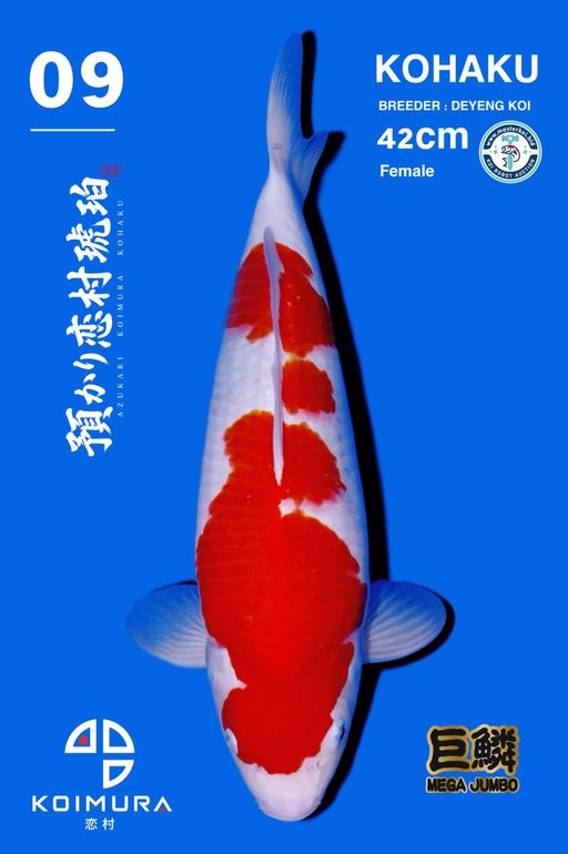 Lelang Koi Online, Jual Beli Ikan Koi, Pusat Jual Beli Koi, Info Lelang Koi Hari Ini, Platform Jual Beli Koi, Jual Beli Ikan Koi Online, Marketplace Ikan Koi, Jual Koi Terbaik, Tempat Beli Koi Berkualitas, Pasar Ikan Koi Online Terpercaya, Penjual Ikan Koi Terpercaya, Beli Koi Hias Online, Ikan Koi untuk Dijual, Koi Kualitas Terbaik, Toko Online Ikan Koi, Koi Hias Untuk Dijual, Jual Beli Ikan Koi Lokal, Koi Indonesia Online, Pusat Jual Beli Koi Terbesar