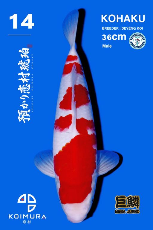 Lelang Koi Online, Jual Beli Ikan Koi, Pusat Jual Beli Koi, Info Lelang Koi Hari Ini, Platform Jual Beli Koi, Jual Beli Ikan Koi Online, Marketplace Ikan Koi, Jual Koi Terbaik, Tempat Beli Koi Berkualitas, Pasar Ikan Koi Online Terpercaya, Penjual Ikan Koi Terpercaya, Beli Koi Hias Online, Ikan Koi untuk Dijual, Koi Kualitas Terbaik, Toko Online Ikan Koi, Koi Hias Untuk Dijual, Jual Beli Ikan Koi Lokal, Koi Indonesia Online, Pusat Jual Beli Koi Terbesar