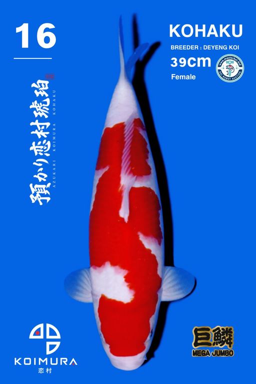 Lelang Koi Online, Jual Beli Ikan Koi, Pusat Jual Beli Koi, Info Lelang Koi Hari Ini, Platform Jual Beli Koi, Jual Beli Ikan Koi Online, Marketplace Ikan Koi, Jual Koi Terbaik, Tempat Beli Koi Berkualitas, Pasar Ikan Koi Online Terpercaya, Penjual Ikan Koi Terpercaya, Beli Koi Hias Online, Ikan Koi untuk Dijual, Koi Kualitas Terbaik, Toko Online Ikan Koi, Koi Hias Untuk Dijual, Jual Beli Ikan Koi Lokal, Koi Indonesia Online, Pusat Jual Beli Koi Terbesar