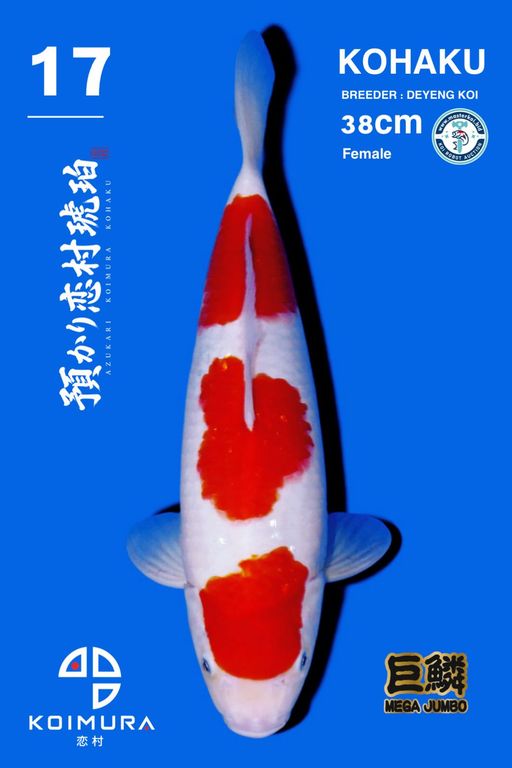 Lelang Koi Online, Jual Beli Ikan Koi, Pusat Jual Beli Koi, Info Lelang Koi Hari Ini, Platform Jual Beli Koi, Jual Beli Ikan Koi Online, Marketplace Ikan Koi, Jual Koi Terbaik, Tempat Beli Koi Berkualitas, Pasar Ikan Koi Online Terpercaya, Penjual Ikan Koi Terpercaya, Beli Koi Hias Online, Ikan Koi untuk Dijual, Koi Kualitas Terbaik, Toko Online Ikan Koi, Koi Hias Untuk Dijual, Jual Beli Ikan Koi Lokal, Koi Indonesia Online, Pusat Jual Beli Koi Terbesar