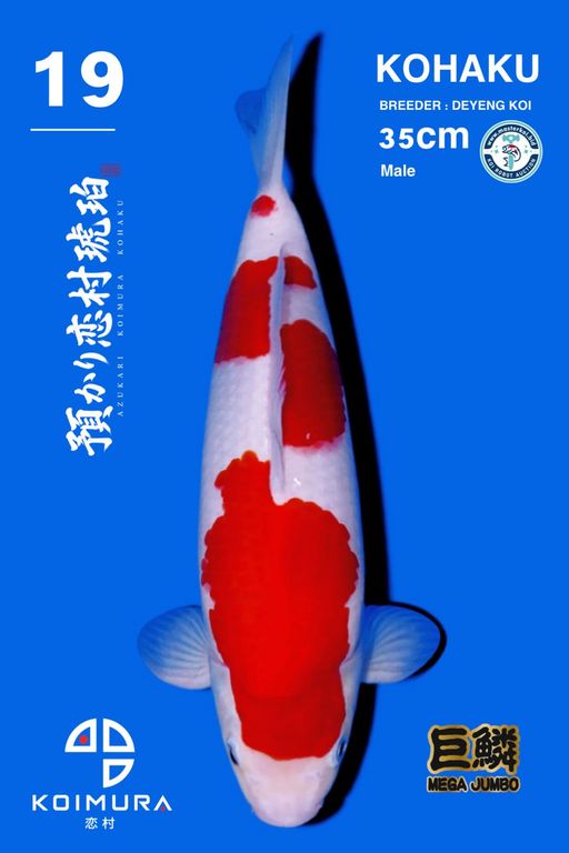Lelang Koi Online, Jual Beli Ikan Koi, Pusat Jual Beli Koi, Info Lelang Koi Hari Ini, Platform Jual Beli Koi, Jual Beli Ikan Koi Online, Marketplace Ikan Koi, Jual Koi Terbaik, Tempat Beli Koi Berkualitas, Pasar Ikan Koi Online Terpercaya, Penjual Ikan Koi Terpercaya, Beli Koi Hias Online, Ikan Koi untuk Dijual, Koi Kualitas Terbaik, Toko Online Ikan Koi, Koi Hias Untuk Dijual, Jual Beli Ikan Koi Lokal, Koi Indonesia Online, Pusat Jual Beli Koi Terbesar