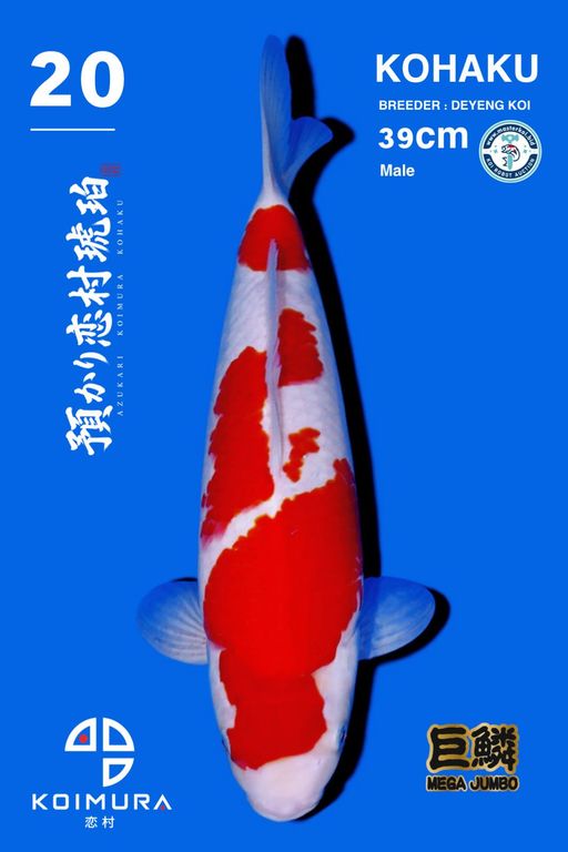 Lelang Koi Online, Jual Beli Ikan Koi, Pusat Jual Beli Koi, Info Lelang Koi Hari Ini, Platform Jual Beli Koi, Jual Beli Ikan Koi Online, Marketplace Ikan Koi, Jual Koi Terbaik, Tempat Beli Koi Berkualitas, Pasar Ikan Koi Online Terpercaya, Penjual Ikan Koi Terpercaya, Beli Koi Hias Online, Ikan Koi untuk Dijual, Koi Kualitas Terbaik, Toko Online Ikan Koi, Koi Hias Untuk Dijual, Jual Beli Ikan Koi Lokal, Koi Indonesia Online, Pusat Jual Beli Koi Terbesar