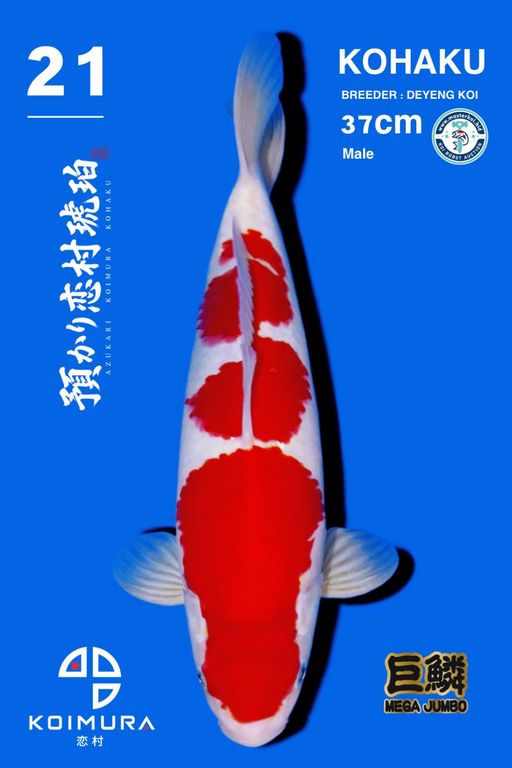 Lelang Koi Online, Jual Beli Ikan Koi, Pusat Jual Beli Koi, Info Lelang Koi Hari Ini, Platform Jual Beli Koi, Jual Beli Ikan Koi Online, Marketplace Ikan Koi, Jual Koi Terbaik, Tempat Beli Koi Berkualitas, Pasar Ikan Koi Online Terpercaya, Penjual Ikan Koi Terpercaya, Beli Koi Hias Online, Ikan Koi untuk Dijual, Koi Kualitas Terbaik, Toko Online Ikan Koi, Koi Hias Untuk Dijual, Jual Beli Ikan Koi Lokal, Koi Indonesia Online, Pusat Jual Beli Koi Terbesar