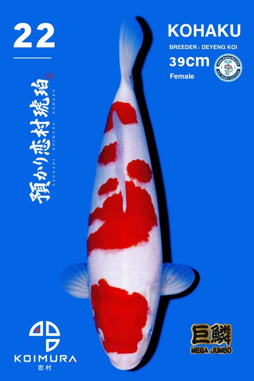 Lelang Koi Online, Jual Beli Ikan Koi, Pusat Jual Beli Koi, Info Lelang Koi Hari Ini, Platform Jual Beli Koi, Jual Beli Ikan Koi Online, Marketplace Ikan Koi, Jual Koi Terbaik, Tempat Beli Koi Berkualitas, Pasar Ikan Koi Online Terpercaya, Penjual Ikan Koi Terpercaya, Beli Koi Hias Online, Ikan Koi untuk Dijual, Koi Kualitas Terbaik, Toko Online Ikan Koi, Koi Hias Untuk Dijual, Jual Beli Ikan Koi Lokal, Koi Indonesia Online, Pusat Jual Beli Koi Terbesar