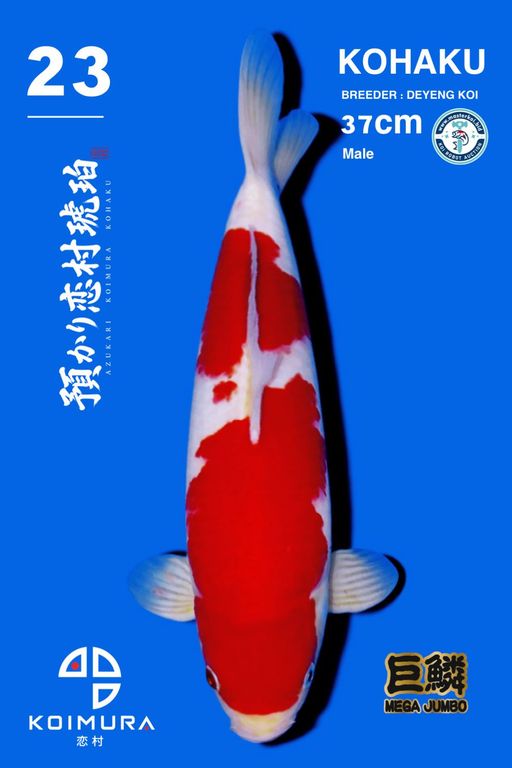 Lelang Koi Online, Jual Beli Ikan Koi, Pusat Jual Beli Koi, Info Lelang Koi Hari Ini, Platform Jual Beli Koi, Jual Beli Ikan Koi Online, Marketplace Ikan Koi, Jual Koi Terbaik, Tempat Beli Koi Berkualitas, Pasar Ikan Koi Online Terpercaya, Penjual Ikan Koi Terpercaya, Beli Koi Hias Online, Ikan Koi untuk Dijual, Koi Kualitas Terbaik, Toko Online Ikan Koi, Koi Hias Untuk Dijual, Jual Beli Ikan Koi Lokal, Koi Indonesia Online, Pusat Jual Beli Koi Terbesar
