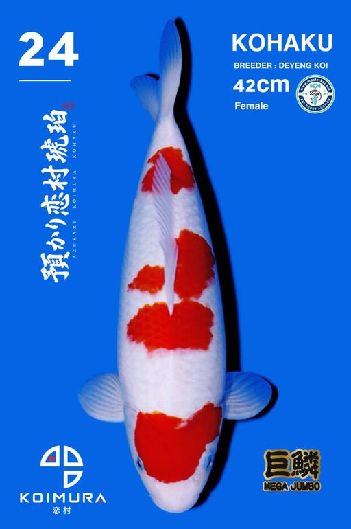 Lelang Koi Online, Jual Beli Ikan Koi, Pusat Jual Beli Koi, Info Lelang Koi Hari Ini, Platform Jual Beli Koi, Jual Beli Ikan Koi Online, Marketplace Ikan Koi, Jual Koi Terbaik, Tempat Beli Koi Berkualitas, Pasar Ikan Koi Online Terpercaya, Penjual Ikan Koi Terpercaya, Beli Koi Hias Online, Ikan Koi untuk Dijual, Koi Kualitas Terbaik, Toko Online Ikan Koi, Koi Hias Untuk Dijual, Jual Beli Ikan Koi Lokal, Koi Indonesia Online, Pusat Jual Beli Koi Terbesar