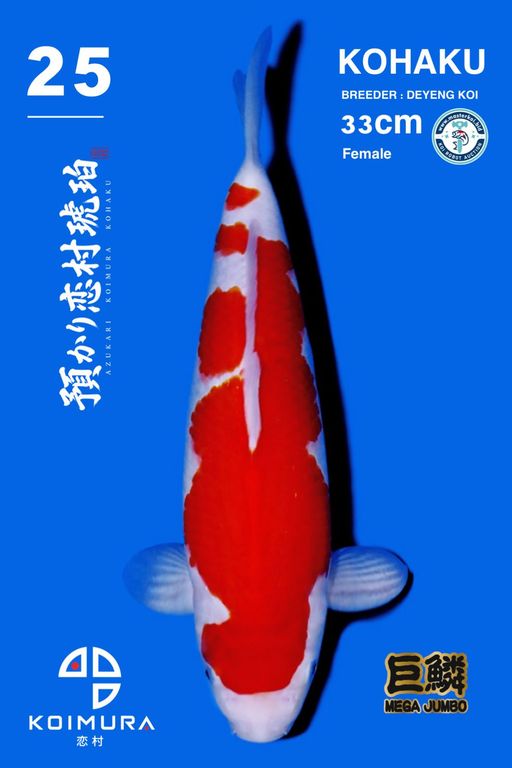 Lelang Koi Online, Jual Beli Ikan Koi, Pusat Jual Beli Koi, Info Lelang Koi Hari Ini, Platform Jual Beli Koi, Jual Beli Ikan Koi Online, Marketplace Ikan Koi, Jual Koi Terbaik, Tempat Beli Koi Berkualitas, Pasar Ikan Koi Online Terpercaya, Penjual Ikan Koi Terpercaya, Beli Koi Hias Online, Ikan Koi untuk Dijual, Koi Kualitas Terbaik, Toko Online Ikan Koi, Koi Hias Untuk Dijual, Jual Beli Ikan Koi Lokal, Koi Indonesia Online, Pusat Jual Beli Koi Terbesar
