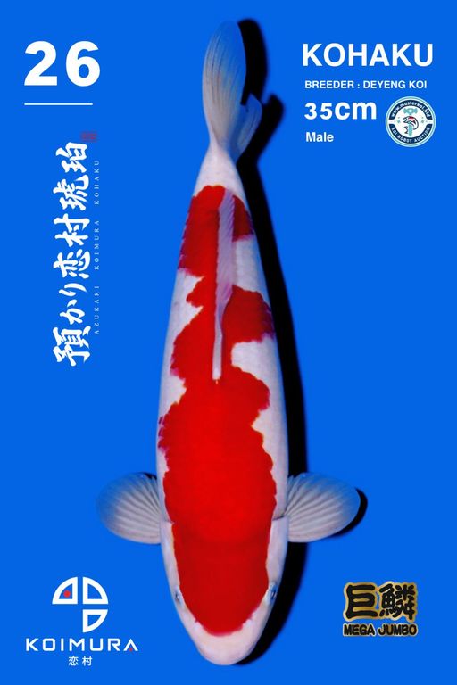 Lelang Koi Online, Jual Beli Ikan Koi, Pusat Jual Beli Koi, Info Lelang Koi Hari Ini, Platform Jual Beli Koi, Jual Beli Ikan Koi Online, Marketplace Ikan Koi, Jual Koi Terbaik, Tempat Beli Koi Berkualitas, Pasar Ikan Koi Online Terpercaya, Penjual Ikan Koi Terpercaya, Beli Koi Hias Online, Ikan Koi untuk Dijual, Koi Kualitas Terbaik, Toko Online Ikan Koi, Koi Hias Untuk Dijual, Jual Beli Ikan Koi Lokal, Koi Indonesia Online, Pusat Jual Beli Koi Terbesar