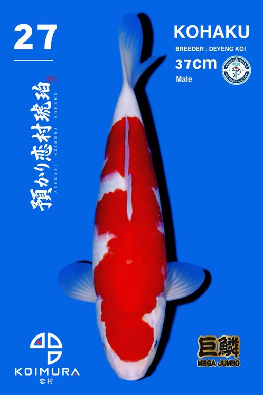 Lelang Koi Online, Jual Beli Ikan Koi, Pusat Jual Beli Koi, Info Lelang Koi Hari Ini, Platform Jual Beli Koi, Jual Beli Ikan Koi Online, Marketplace Ikan Koi, Jual Koi Terbaik, Tempat Beli Koi Berkualitas, Pasar Ikan Koi Online Terpercaya, Penjual Ikan Koi Terpercaya, Beli Koi Hias Online, Ikan Koi untuk Dijual, Koi Kualitas Terbaik, Toko Online Ikan Koi, Koi Hias Untuk Dijual, Jual Beli Ikan Koi Lokal, Koi Indonesia Online, Pusat Jual Beli Koi Terbesar