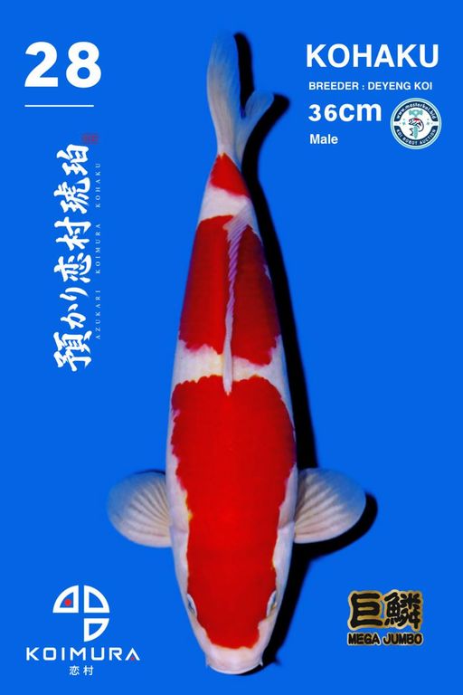 Lelang Koi Online, Jual Beli Ikan Koi, Pusat Jual Beli Koi, Info Lelang Koi Hari Ini, Platform Jual Beli Koi, Jual Beli Ikan Koi Online, Marketplace Ikan Koi, Jual Koi Terbaik, Tempat Beli Koi Berkualitas, Pasar Ikan Koi Online Terpercaya, Penjual Ikan Koi Terpercaya, Beli Koi Hias Online, Ikan Koi untuk Dijual, Koi Kualitas Terbaik, Toko Online Ikan Koi, Koi Hias Untuk Dijual, Jual Beli Ikan Koi Lokal, Koi Indonesia Online, Pusat Jual Beli Koi Terbesar