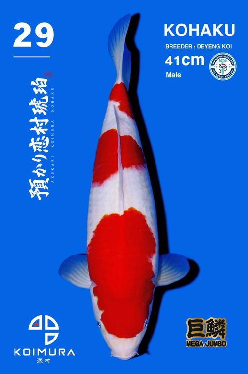 Lelang Koi Online, Jual Beli Ikan Koi, Pusat Jual Beli Koi, Info Lelang Koi Hari Ini, Platform Jual Beli Koi, Jual Beli Ikan Koi Online, Marketplace Ikan Koi, Jual Koi Terbaik, Tempat Beli Koi Berkualitas, Pasar Ikan Koi Online Terpercaya, Penjual Ikan Koi Terpercaya, Beli Koi Hias Online, Ikan Koi untuk Dijual, Koi Kualitas Terbaik, Toko Online Ikan Koi, Koi Hias Untuk Dijual, Jual Beli Ikan Koi Lokal, Koi Indonesia Online, Pusat Jual Beli Koi Terbesar