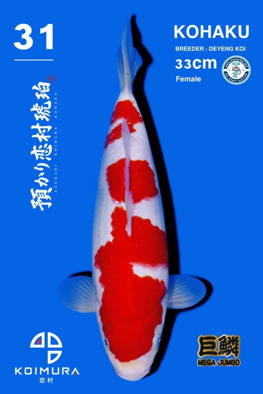 Lelang Koi Online, Jual Beli Ikan Koi, Pusat Jual Beli Koi, Info Lelang Koi Hari Ini, Platform Jual Beli Koi, Jual Beli Ikan Koi Online, Marketplace Ikan Koi, Jual Koi Terbaik, Tempat Beli Koi Berkualitas, Pasar Ikan Koi Online Terpercaya, Penjual Ikan Koi Terpercaya, Beli Koi Hias Online, Ikan Koi untuk Dijual, Koi Kualitas Terbaik, Toko Online Ikan Koi, Koi Hias Untuk Dijual, Jual Beli Ikan Koi Lokal, Koi Indonesia Online, Pusat Jual Beli Koi Terbesar