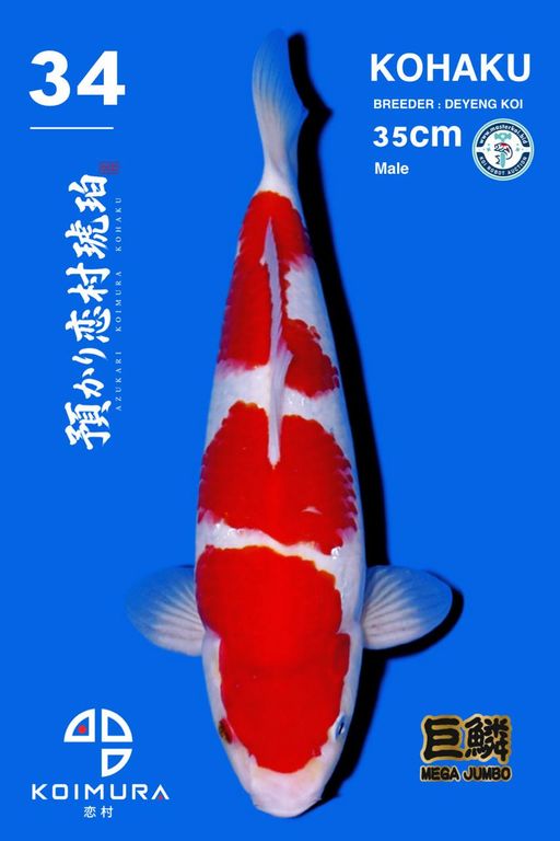 Lelang Koi Online, Jual Beli Ikan Koi, Pusat Jual Beli Koi, Info Lelang Koi Hari Ini, Platform Jual Beli Koi, Jual Beli Ikan Koi Online, Marketplace Ikan Koi, Jual Koi Terbaik, Tempat Beli Koi Berkualitas, Pasar Ikan Koi Online Terpercaya, Penjual Ikan Koi Terpercaya, Beli Koi Hias Online, Ikan Koi untuk Dijual, Koi Kualitas Terbaik, Toko Online Ikan Koi, Koi Hias Untuk Dijual, Jual Beli Ikan Koi Lokal, Koi Indonesia Online, Pusat Jual Beli Koi Terbesar