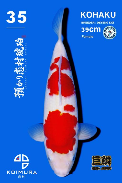 Lelang Koi Online, Jual Beli Ikan Koi, Pusat Jual Beli Koi, Info Lelang Koi Hari Ini, Platform Jual Beli Koi, Jual Beli Ikan Koi Online, Marketplace Ikan Koi, Jual Koi Terbaik, Tempat Beli Koi Berkualitas, Pasar Ikan Koi Online Terpercaya, Penjual Ikan Koi Terpercaya, Beli Koi Hias Online, Ikan Koi untuk Dijual, Koi Kualitas Terbaik, Toko Online Ikan Koi, Koi Hias Untuk Dijual, Jual Beli Ikan Koi Lokal, Koi Indonesia Online, Pusat Jual Beli Koi Terbesar