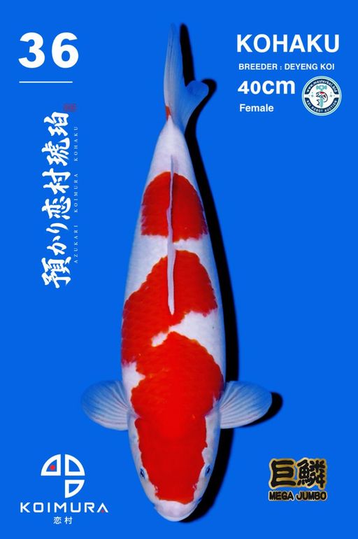 Lelang Koi Online, Jual Beli Ikan Koi, Pusat Jual Beli Koi, Info Lelang Koi Hari Ini, Platform Jual Beli Koi, Jual Beli Ikan Koi Online, Marketplace Ikan Koi, Jual Koi Terbaik, Tempat Beli Koi Berkualitas, Pasar Ikan Koi Online Terpercaya, Penjual Ikan Koi Terpercaya, Beli Koi Hias Online, Ikan Koi untuk Dijual, Koi Kualitas Terbaik, Toko Online Ikan Koi, Koi Hias Untuk Dijual, Jual Beli Ikan Koi Lokal, Koi Indonesia Online, Pusat Jual Beli Koi Terbesar