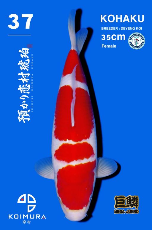 Lelang Koi Online, Jual Beli Ikan Koi, Pusat Jual Beli Koi, Info Lelang Koi Hari Ini, Platform Jual Beli Koi, Jual Beli Ikan Koi Online, Marketplace Ikan Koi, Jual Koi Terbaik, Tempat Beli Koi Berkualitas, Pasar Ikan Koi Online Terpercaya, Penjual Ikan Koi Terpercaya, Beli Koi Hias Online, Ikan Koi untuk Dijual, Koi Kualitas Terbaik, Toko Online Ikan Koi, Koi Hias Untuk Dijual, Jual Beli Ikan Koi Lokal, Koi Indonesia Online, Pusat Jual Beli Koi Terbesar