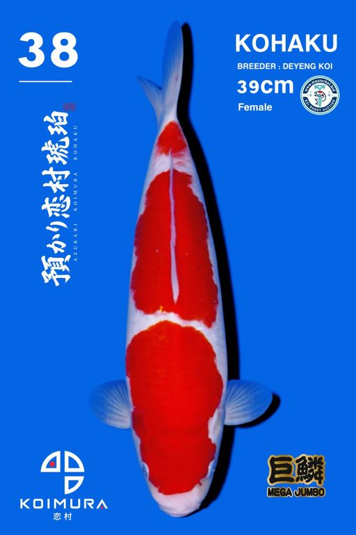 Lelang Koi Online, Jual Beli Ikan Koi, Pusat Jual Beli Koi, Info Lelang Koi Hari Ini, Platform Jual Beli Koi, Jual Beli Ikan Koi Online, Marketplace Ikan Koi, Jual Koi Terbaik, Tempat Beli Koi Berkualitas, Pasar Ikan Koi Online Terpercaya, Penjual Ikan Koi Terpercaya, Beli Koi Hias Online, Ikan Koi untuk Dijual, Koi Kualitas Terbaik, Toko Online Ikan Koi, Koi Hias Untuk Dijual, Jual Beli Ikan Koi Lokal, Koi Indonesia Online, Pusat Jual Beli Koi Terbesar