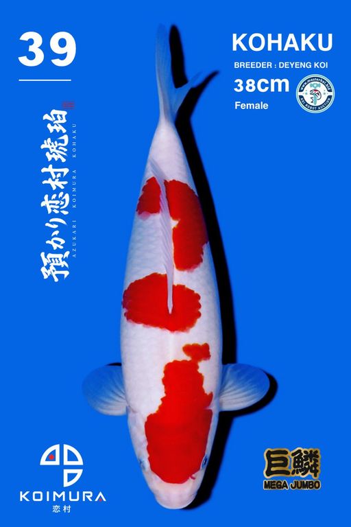 Lelang Koi Online, Jual Beli Ikan Koi, Pusat Jual Beli Koi, Info Lelang Koi Hari Ini, Platform Jual Beli Koi, Jual Beli Ikan Koi Online, Marketplace Ikan Koi, Jual Koi Terbaik, Tempat Beli Koi Berkualitas, Pasar Ikan Koi Online Terpercaya, Penjual Ikan Koi Terpercaya, Beli Koi Hias Online, Ikan Koi untuk Dijual, Koi Kualitas Terbaik, Toko Online Ikan Koi, Koi Hias Untuk Dijual, Jual Beli Ikan Koi Lokal, Koi Indonesia Online, Pusat Jual Beli Koi Terbesar