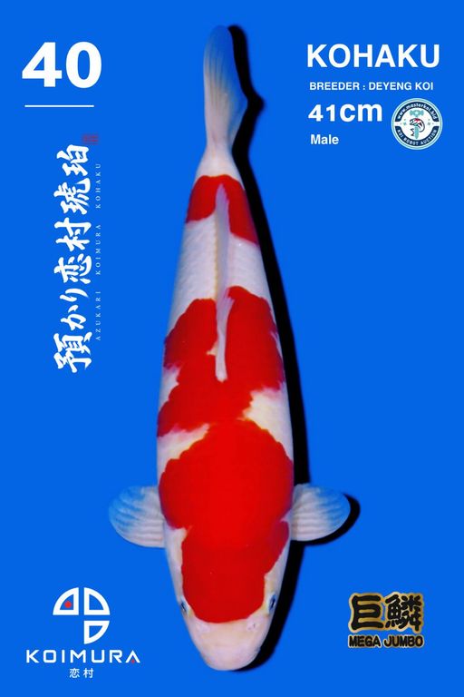 Lelang Koi Online, Jual Beli Ikan Koi, Pusat Jual Beli Koi, Info Lelang Koi Hari Ini, Platform Jual Beli Koi, Jual Beli Ikan Koi Online, Marketplace Ikan Koi, Jual Koi Terbaik, Tempat Beli Koi Berkualitas, Pasar Ikan Koi Online Terpercaya, Penjual Ikan Koi Terpercaya, Beli Koi Hias Online, Ikan Koi untuk Dijual, Koi Kualitas Terbaik, Toko Online Ikan Koi, Koi Hias Untuk Dijual, Jual Beli Ikan Koi Lokal, Koi Indonesia Online, Pusat Jual Beli Koi Terbesar