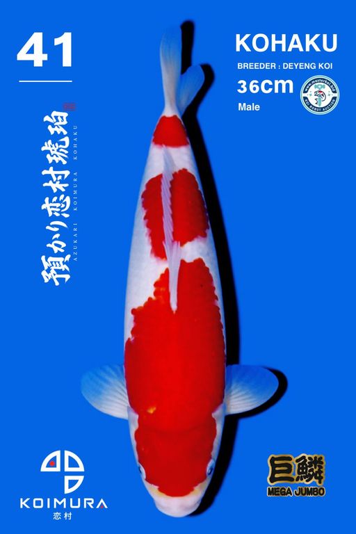 Lelang Koi Online, Jual Beli Ikan Koi, Pusat Jual Beli Koi, Info Lelang Koi Hari Ini, Platform Jual Beli Koi, Jual Beli Ikan Koi Online, Marketplace Ikan Koi, Jual Koi Terbaik, Tempat Beli Koi Berkualitas, Pasar Ikan Koi Online Terpercaya, Penjual Ikan Koi Terpercaya, Beli Koi Hias Online, Ikan Koi untuk Dijual, Koi Kualitas Terbaik, Toko Online Ikan Koi, Koi Hias Untuk Dijual, Jual Beli Ikan Koi Lokal, Koi Indonesia Online, Pusat Jual Beli Koi Terbesar
