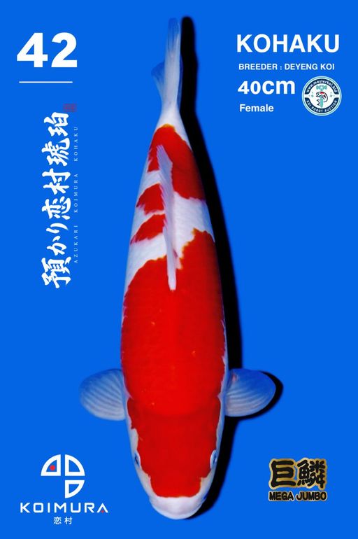 Lelang Koi Online, Jual Beli Ikan Koi, Pusat Jual Beli Koi, Info Lelang Koi Hari Ini, Platform Jual Beli Koi, Jual Beli Ikan Koi Online, Marketplace Ikan Koi, Jual Koi Terbaik, Tempat Beli Koi Berkualitas, Pasar Ikan Koi Online Terpercaya, Penjual Ikan Koi Terpercaya, Beli Koi Hias Online, Ikan Koi untuk Dijual, Koi Kualitas Terbaik, Toko Online Ikan Koi, Koi Hias Untuk Dijual, Jual Beli Ikan Koi Lokal, Koi Indonesia Online, Pusat Jual Beli Koi Terbesar