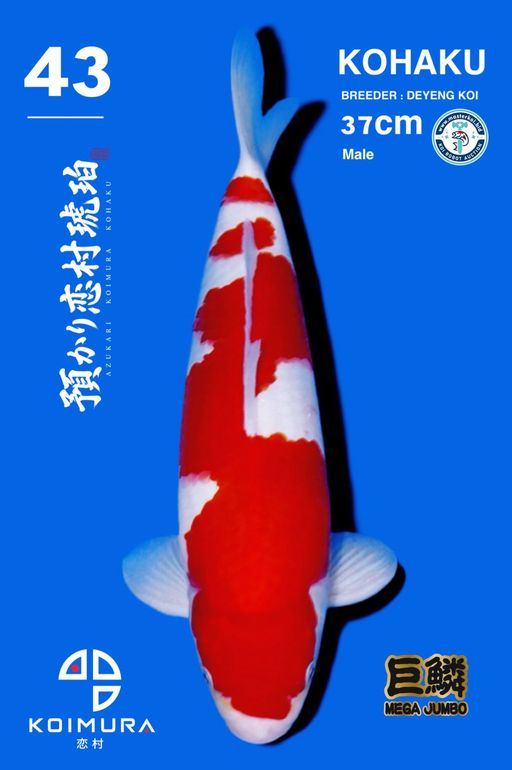 Lelang Koi Online, Jual Beli Ikan Koi, Pusat Jual Beli Koi, Info Lelang Koi Hari Ini, Platform Jual Beli Koi, Jual Beli Ikan Koi Online, Marketplace Ikan Koi, Jual Koi Terbaik, Tempat Beli Koi Berkualitas, Pasar Ikan Koi Online Terpercaya, Penjual Ikan Koi Terpercaya, Beli Koi Hias Online, Ikan Koi untuk Dijual, Koi Kualitas Terbaik, Toko Online Ikan Koi, Koi Hias Untuk Dijual, Jual Beli Ikan Koi Lokal, Koi Indonesia Online, Pusat Jual Beli Koi Terbesar