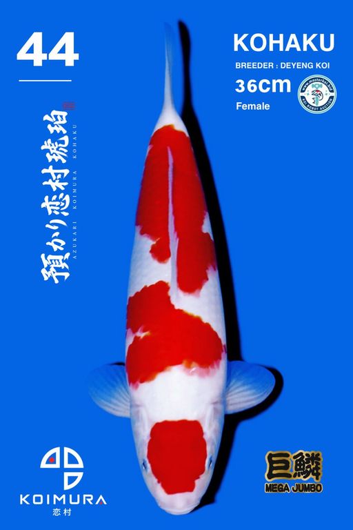 Lelang Koi Online, Jual Beli Ikan Koi, Pusat Jual Beli Koi, Info Lelang Koi Hari Ini, Platform Jual Beli Koi, Jual Beli Ikan Koi Online, Marketplace Ikan Koi, Jual Koi Terbaik, Tempat Beli Koi Berkualitas, Pasar Ikan Koi Online Terpercaya, Penjual Ikan Koi Terpercaya, Beli Koi Hias Online, Ikan Koi untuk Dijual, Koi Kualitas Terbaik, Toko Online Ikan Koi, Koi Hias Untuk Dijual, Jual Beli Ikan Koi Lokal, Koi Indonesia Online, Pusat Jual Beli Koi Terbesar