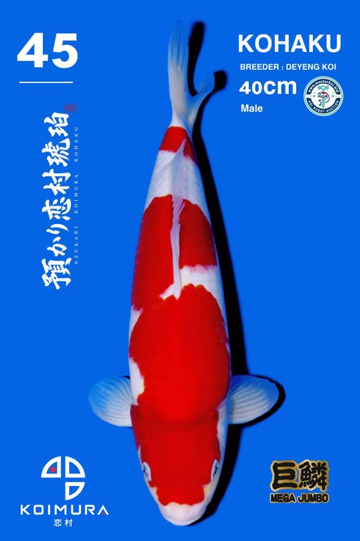 Lelang Koi Online, Jual Beli Ikan Koi, Pusat Jual Beli Koi, Info Lelang Koi Hari Ini, Platform Jual Beli Koi, Jual Beli Ikan Koi Online, Marketplace Ikan Koi, Jual Koi Terbaik, Tempat Beli Koi Berkualitas, Pasar Ikan Koi Online Terpercaya, Penjual Ikan Koi Terpercaya, Beli Koi Hias Online, Ikan Koi untuk Dijual, Koi Kualitas Terbaik, Toko Online Ikan Koi, Koi Hias Untuk Dijual, Jual Beli Ikan Koi Lokal, Koi Indonesia Online, Pusat Jual Beli Koi Terbesar