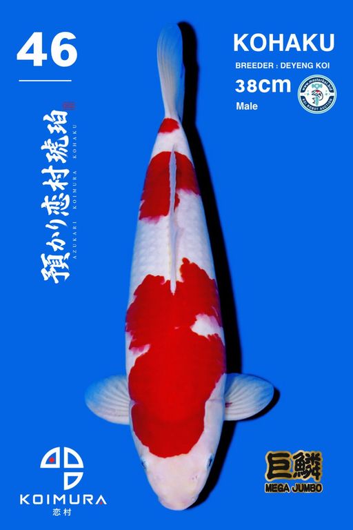 Lelang Koi Online, Jual Beli Ikan Koi, Pusat Jual Beli Koi, Info Lelang Koi Hari Ini, Platform Jual Beli Koi, Jual Beli Ikan Koi Online, Marketplace Ikan Koi, Jual Koi Terbaik, Tempat Beli Koi Berkualitas, Pasar Ikan Koi Online Terpercaya, Penjual Ikan Koi Terpercaya, Beli Koi Hias Online, Ikan Koi untuk Dijual, Koi Kualitas Terbaik, Toko Online Ikan Koi, Koi Hias Untuk Dijual, Jual Beli Ikan Koi Lokal, Koi Indonesia Online, Pusat Jual Beli Koi Terbesar