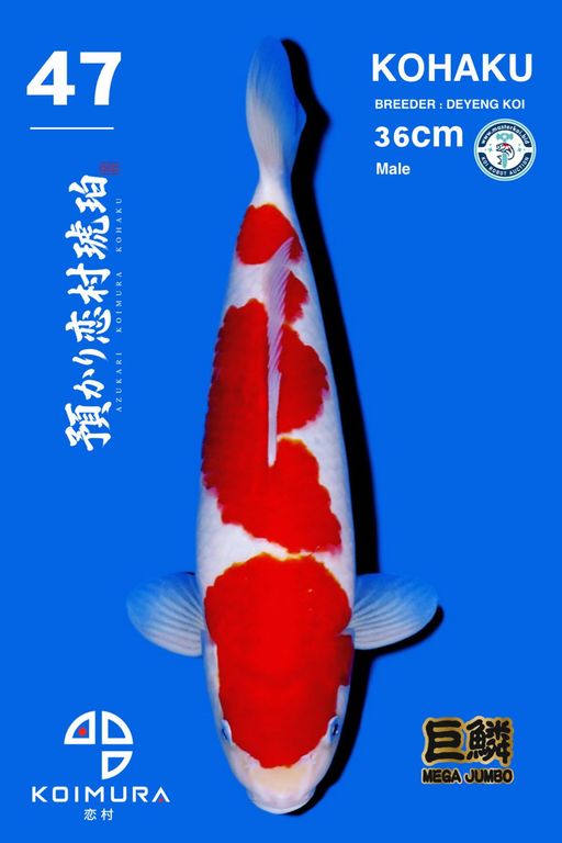 Lelang Koi Online, Jual Beli Ikan Koi, Pusat Jual Beli Koi, Info Lelang Koi Hari Ini, Platform Jual Beli Koi, Jual Beli Ikan Koi Online, Marketplace Ikan Koi, Jual Koi Terbaik, Tempat Beli Koi Berkualitas, Pasar Ikan Koi Online Terpercaya, Penjual Ikan Koi Terpercaya, Beli Koi Hias Online, Ikan Koi untuk Dijual, Koi Kualitas Terbaik, Toko Online Ikan Koi, Koi Hias Untuk Dijual, Jual Beli Ikan Koi Lokal, Koi Indonesia Online, Pusat Jual Beli Koi Terbesar