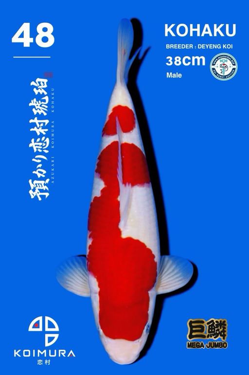 Lelang Koi Online, Jual Beli Ikan Koi, Pusat Jual Beli Koi, Info Lelang Koi Hari Ini, Platform Jual Beli Koi, Jual Beli Ikan Koi Online, Marketplace Ikan Koi, Jual Koi Terbaik, Tempat Beli Koi Berkualitas, Pasar Ikan Koi Online Terpercaya, Penjual Ikan Koi Terpercaya, Beli Koi Hias Online, Ikan Koi untuk Dijual, Koi Kualitas Terbaik, Toko Online Ikan Koi, Koi Hias Untuk Dijual, Jual Beli Ikan Koi Lokal, Koi Indonesia Online, Pusat Jual Beli Koi Terbesar