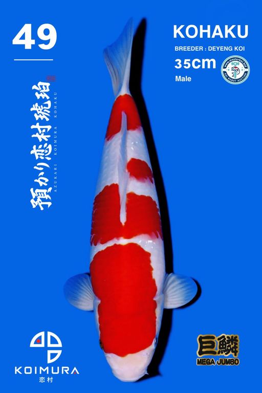 Lelang Koi Online, Jual Beli Ikan Koi, Pusat Jual Beli Koi, Info Lelang Koi Hari Ini, Platform Jual Beli Koi, Jual Beli Ikan Koi Online, Marketplace Ikan Koi, Jual Koi Terbaik, Tempat Beli Koi Berkualitas, Pasar Ikan Koi Online Terpercaya, Penjual Ikan Koi Terpercaya, Beli Koi Hias Online, Ikan Koi untuk Dijual, Koi Kualitas Terbaik, Toko Online Ikan Koi, Koi Hias Untuk Dijual, Jual Beli Ikan Koi Lokal, Koi Indonesia Online, Pusat Jual Beli Koi Terbesar