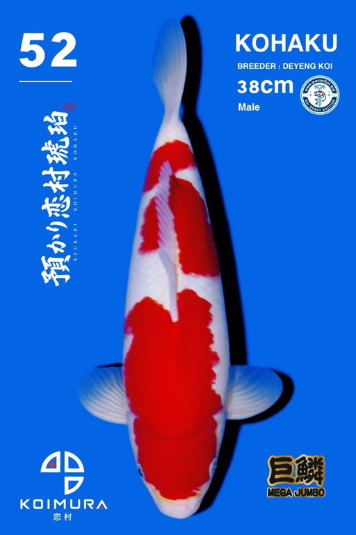 Lelang Koi Online, Jual Beli Ikan Koi, Pusat Jual Beli Koi, Info Lelang Koi Hari Ini, Platform Jual Beli Koi, Jual Beli Ikan Koi Online, Marketplace Ikan Koi, Jual Koi Terbaik, Tempat Beli Koi Berkualitas, Pasar Ikan Koi Online Terpercaya, Penjual Ikan Koi Terpercaya, Beli Koi Hias Online, Ikan Koi untuk Dijual, Koi Kualitas Terbaik, Toko Online Ikan Koi, Koi Hias Untuk Dijual, Jual Beli Ikan Koi Lokal, Koi Indonesia Online, Pusat Jual Beli Koi Terbesar