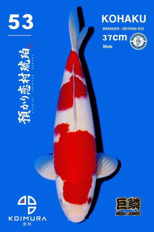 Lelang Koi Online, Jual Beli Ikan Koi, Pusat Jual Beli Koi, Info Lelang Koi Hari Ini, Platform Jual Beli Koi, Jual Beli Ikan Koi Online, Marketplace Ikan Koi, Jual Koi Terbaik, Tempat Beli Koi Berkualitas, Pasar Ikan Koi Online Terpercaya, Penjual Ikan Koi Terpercaya, Beli Koi Hias Online, Ikan Koi untuk Dijual, Koi Kualitas Terbaik, Toko Online Ikan Koi, Koi Hias Untuk Dijual, Jual Beli Ikan Koi Lokal, Koi Indonesia Online, Pusat Jual Beli Koi Terbesar