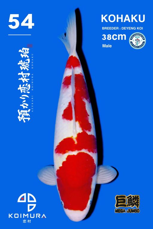 Lelang Koi Online, Jual Beli Ikan Koi, Pusat Jual Beli Koi, Info Lelang Koi Hari Ini, Platform Jual Beli Koi, Jual Beli Ikan Koi Online, Marketplace Ikan Koi, Jual Koi Terbaik, Tempat Beli Koi Berkualitas, Pasar Ikan Koi Online Terpercaya, Penjual Ikan Koi Terpercaya, Beli Koi Hias Online, Ikan Koi untuk Dijual, Koi Kualitas Terbaik, Toko Online Ikan Koi, Koi Hias Untuk Dijual, Jual Beli Ikan Koi Lokal, Koi Indonesia Online, Pusat Jual Beli Koi Terbesar